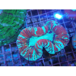 Trachyphyllia